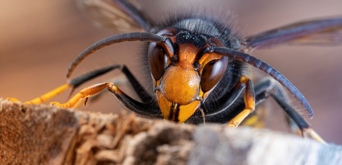 Southern Water buzzes into action to catch Asian Hornet Queens in Kent and East Sussex