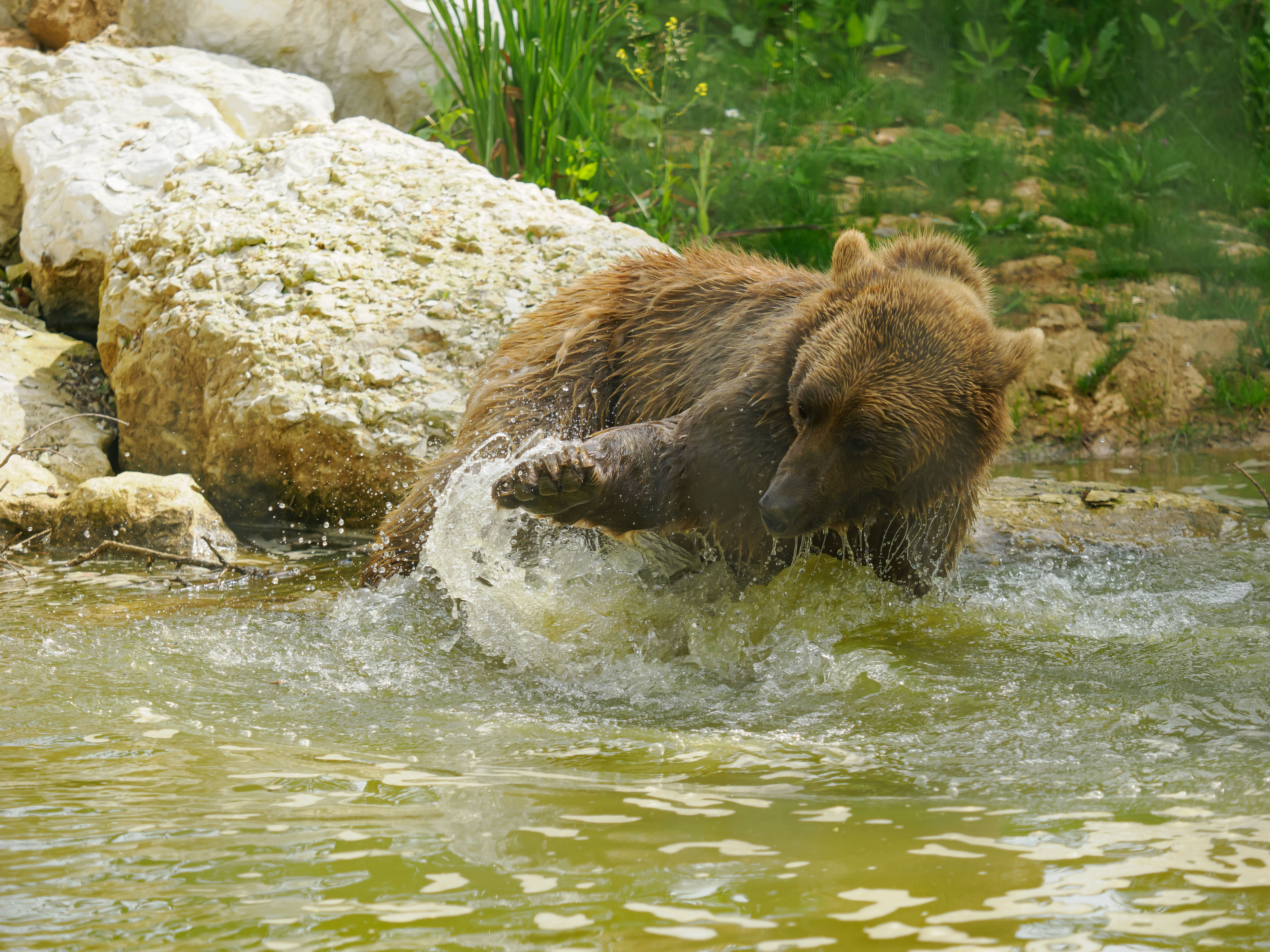 Just the ‘Bear Necessities’ in our rainwater pond